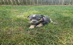 Australian Cattle Dog dogs for sale: Clover - Image 3
