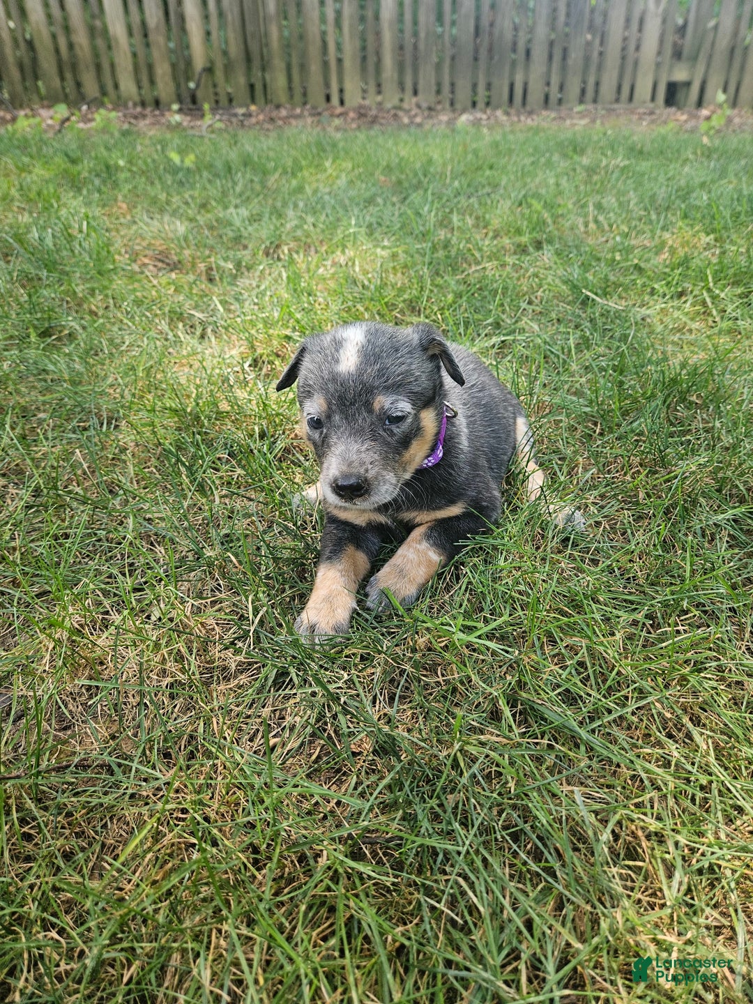 Australian Cattle Dog dogs for sale: Clover - Image 3