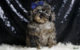 Miniature Poodle dogs for sale: Handsome - Image 11