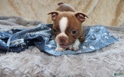 Boston Terrier dogs for sale: Dustie - Image 7