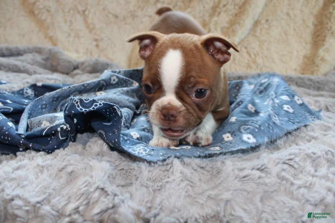 Boston Terrier dogs for sale: Dustie - Image 7