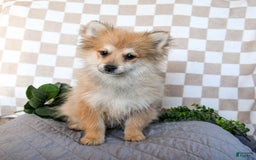 Pomeranian dogs for sale: Diggy - Image 2