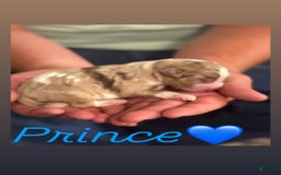 Goldendoodle dogs for sale: Prince - Image 1