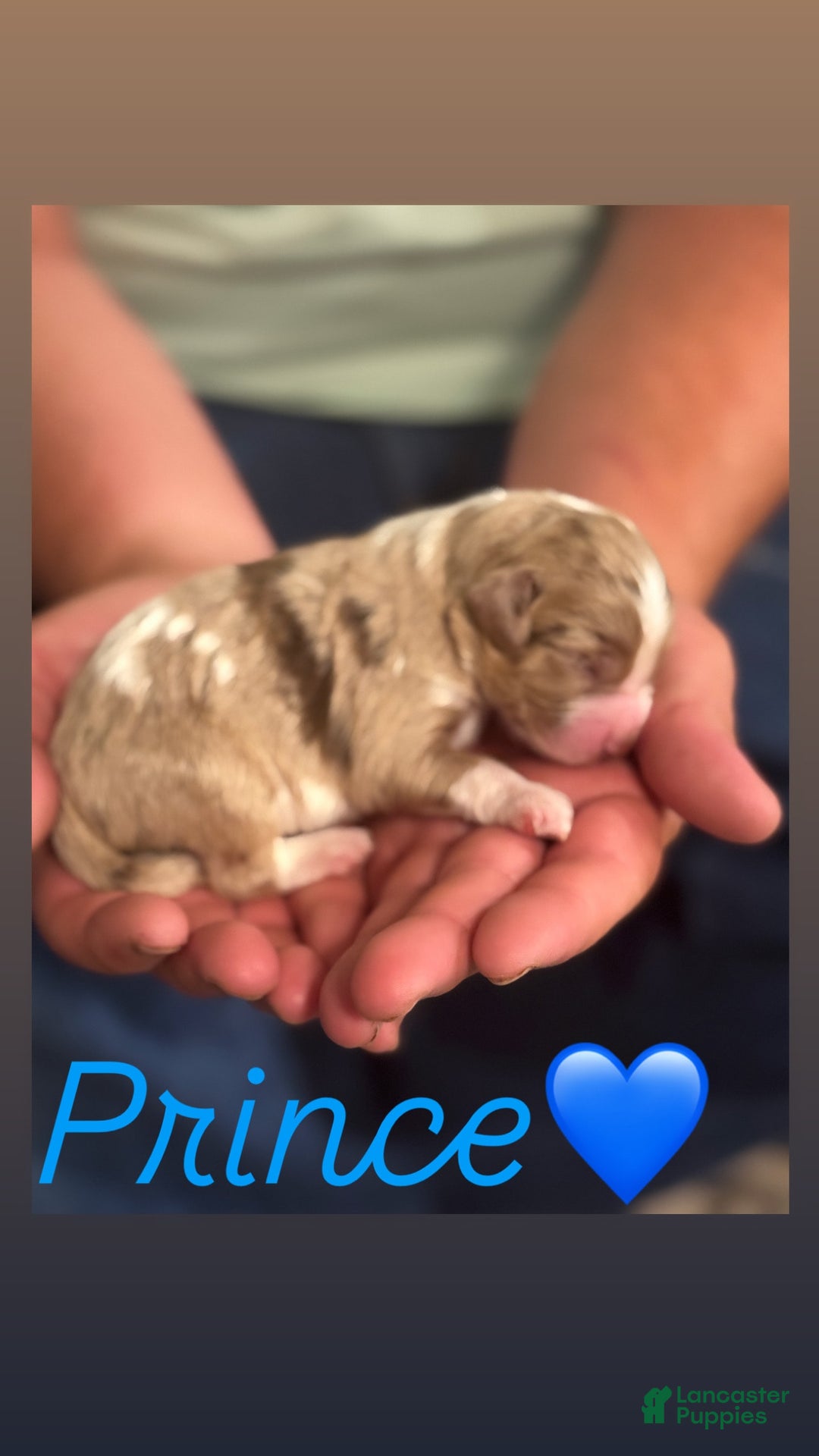 Goldendoodle dogs for sale: Prince - Image 1
