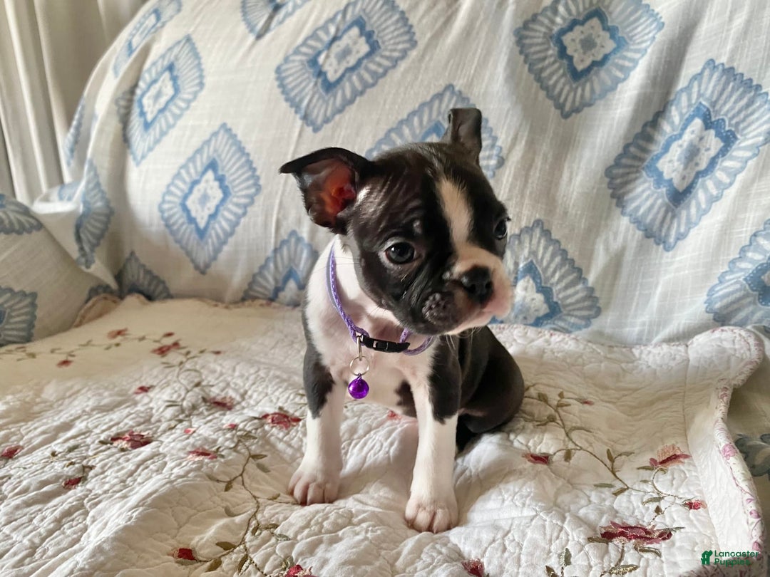 Boston Terrier dogs for sale: Piper - Image 3