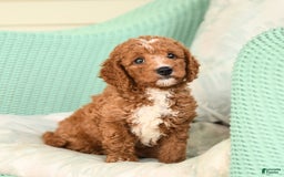 Cavapoo dogs for sale: Frito - Image 6