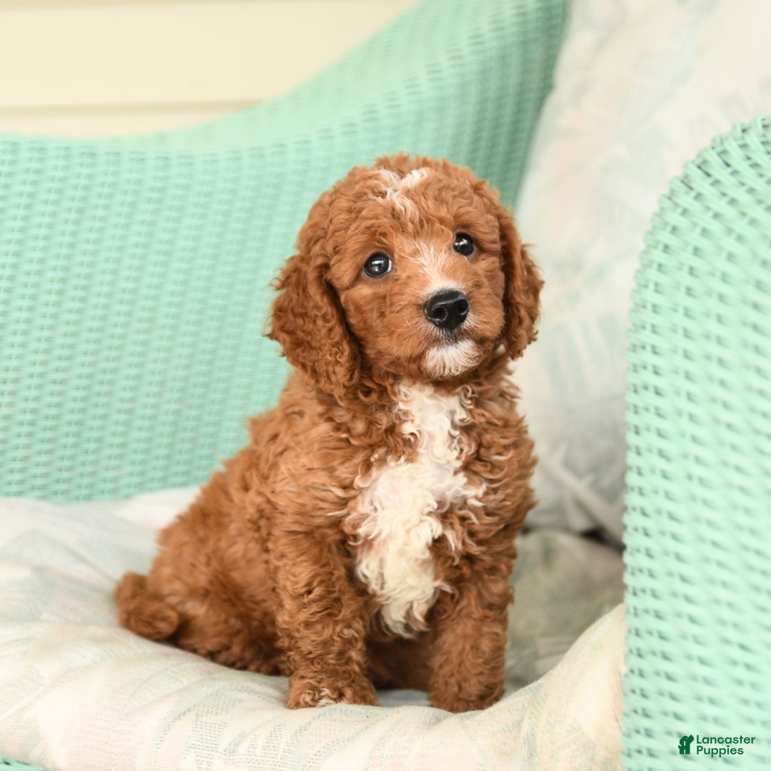 Cavapoo dogs for sale: Frito - Image 6