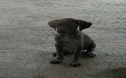 German Shorthaired Pointer dogs for sale: Girl 5 - Image 3