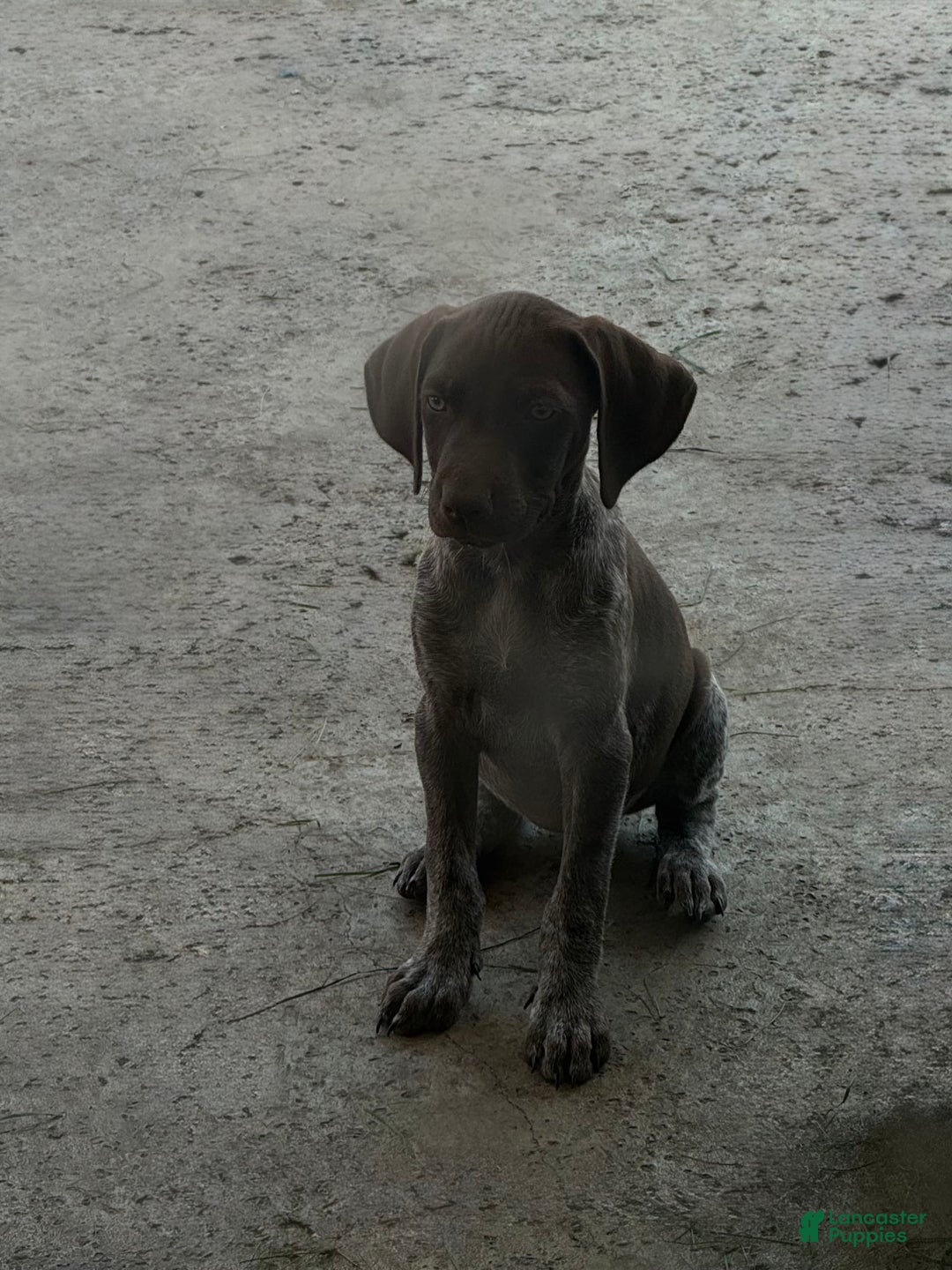 German Shorthaired Pointer dogs for sale: Girl 5 - Image 3