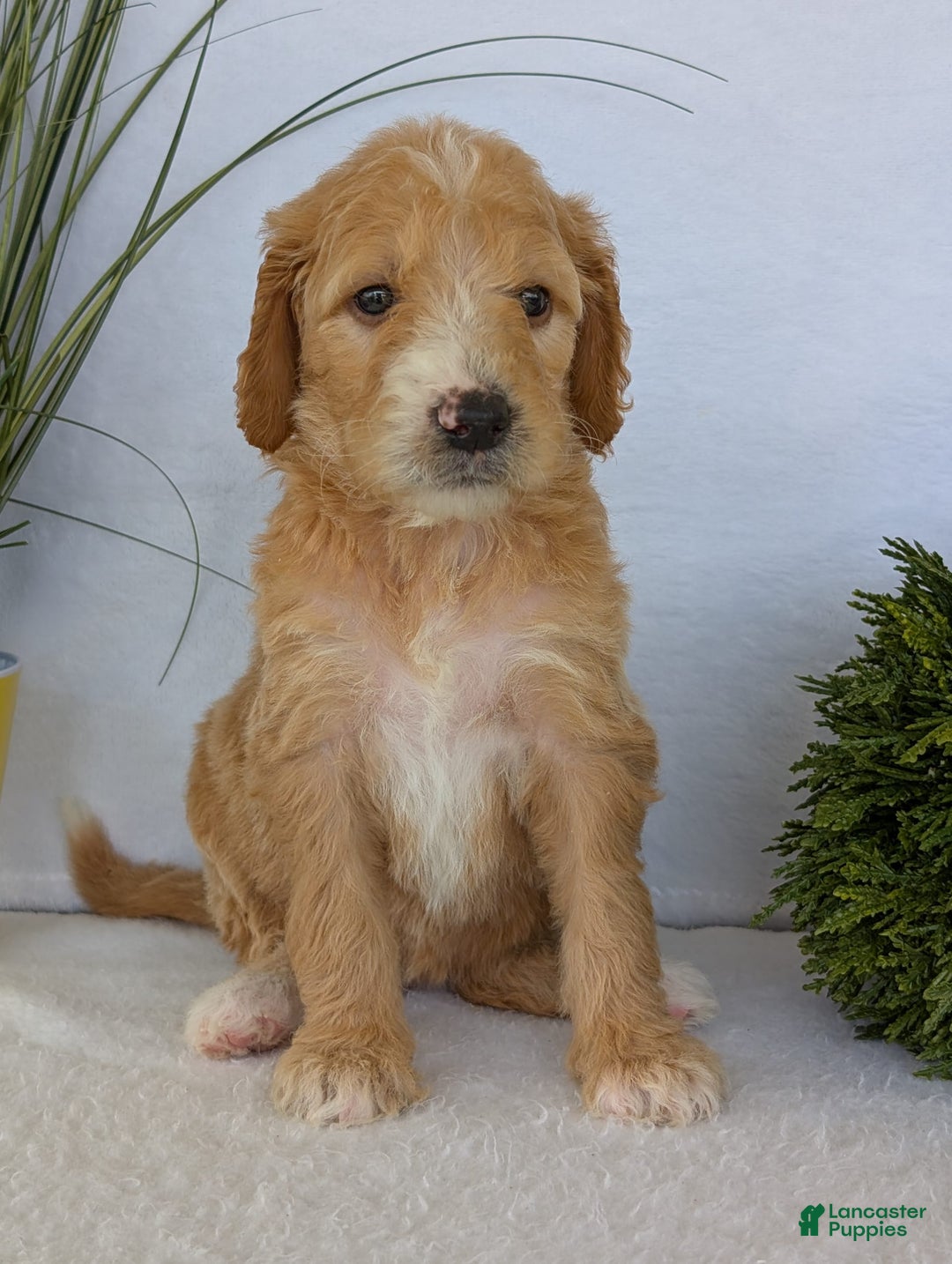 Goldendoodle dogs for sale: Sadie - Image 15