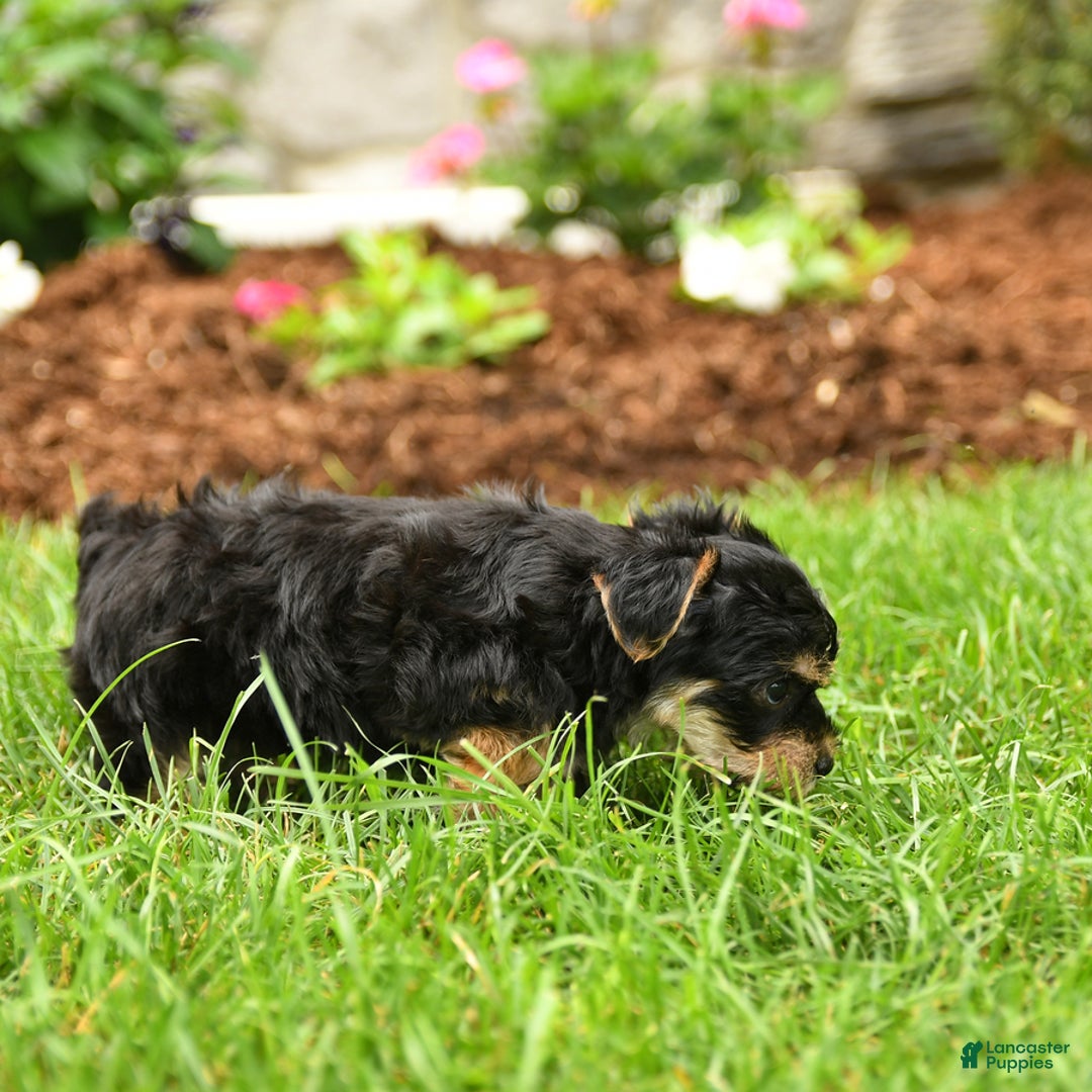 Yorkshire Terrier dogs for sale: Roger - Image 5