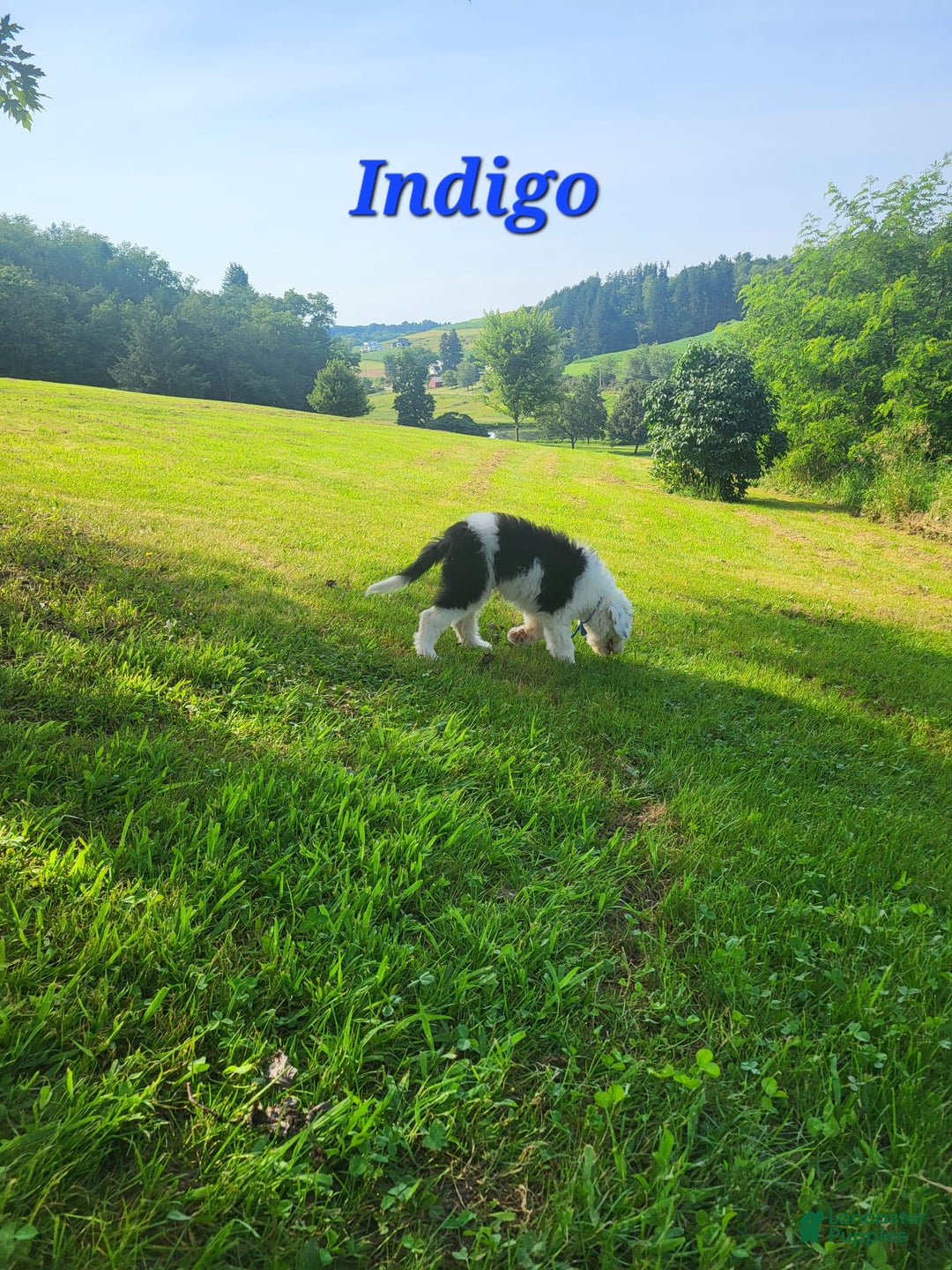 Old English Sheepdog dogs for sale: Indigo - Image 2