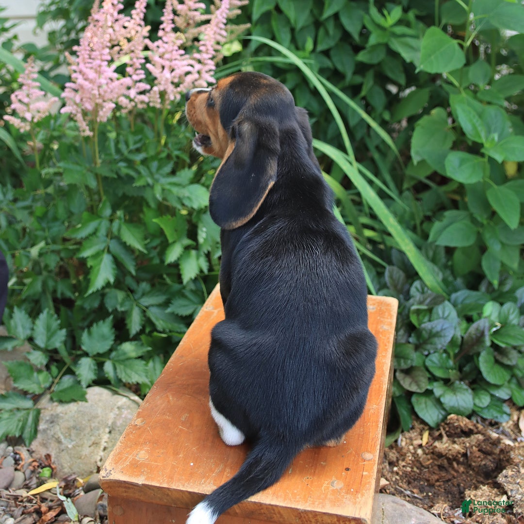 Beagle dogs for sale: Digger - Image 2