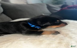 Doberman Pinscher dogs for sale: Blue Collar - Image 4