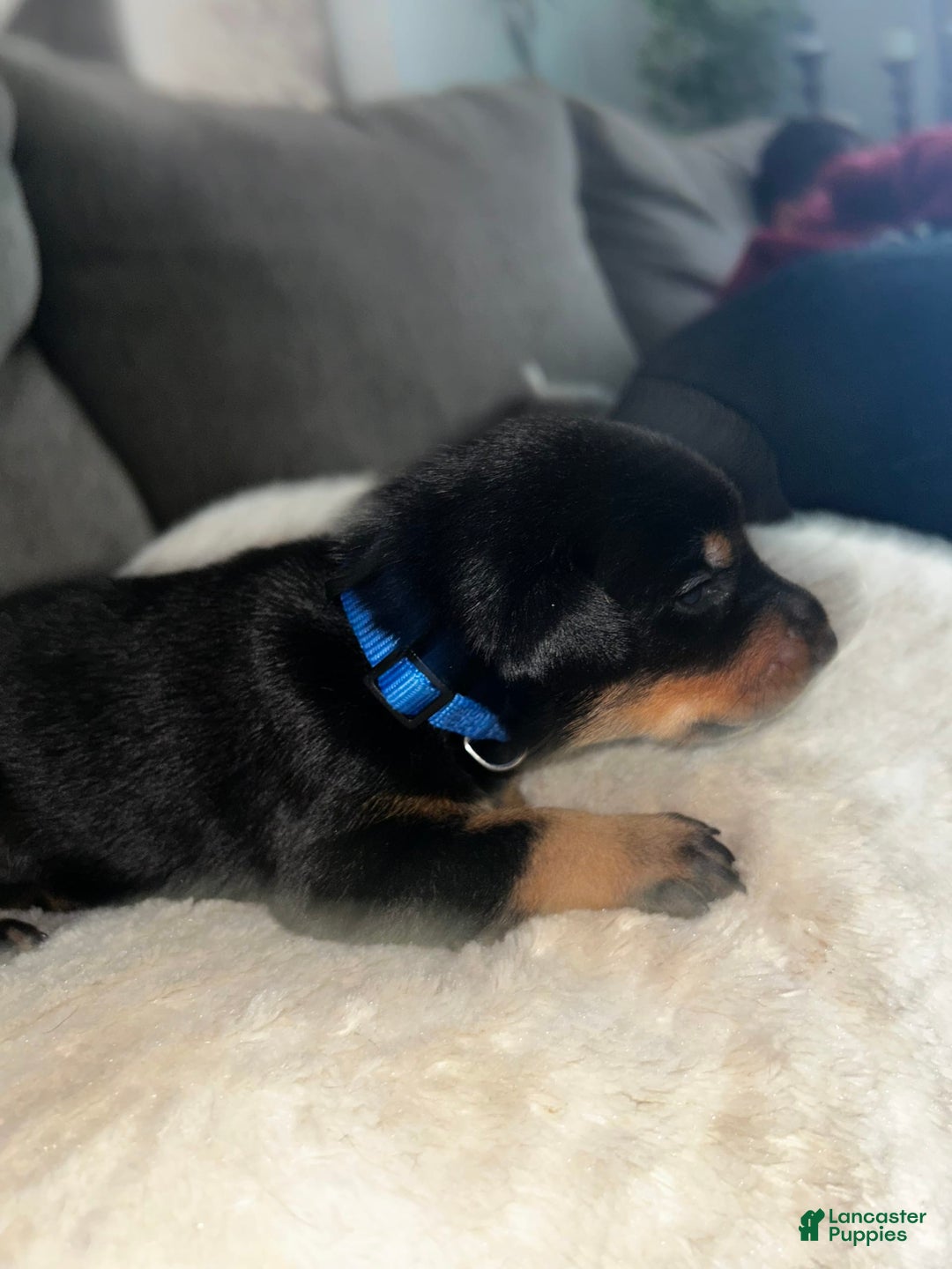 Doberman Pinscher dogs for sale: Blue Collar - Image 4