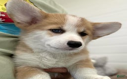 Welsh Corgi Pembroke dogs for sale: Jamie - Image 4