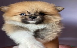 Pomeranian dogs for sale: Lena - Image 2