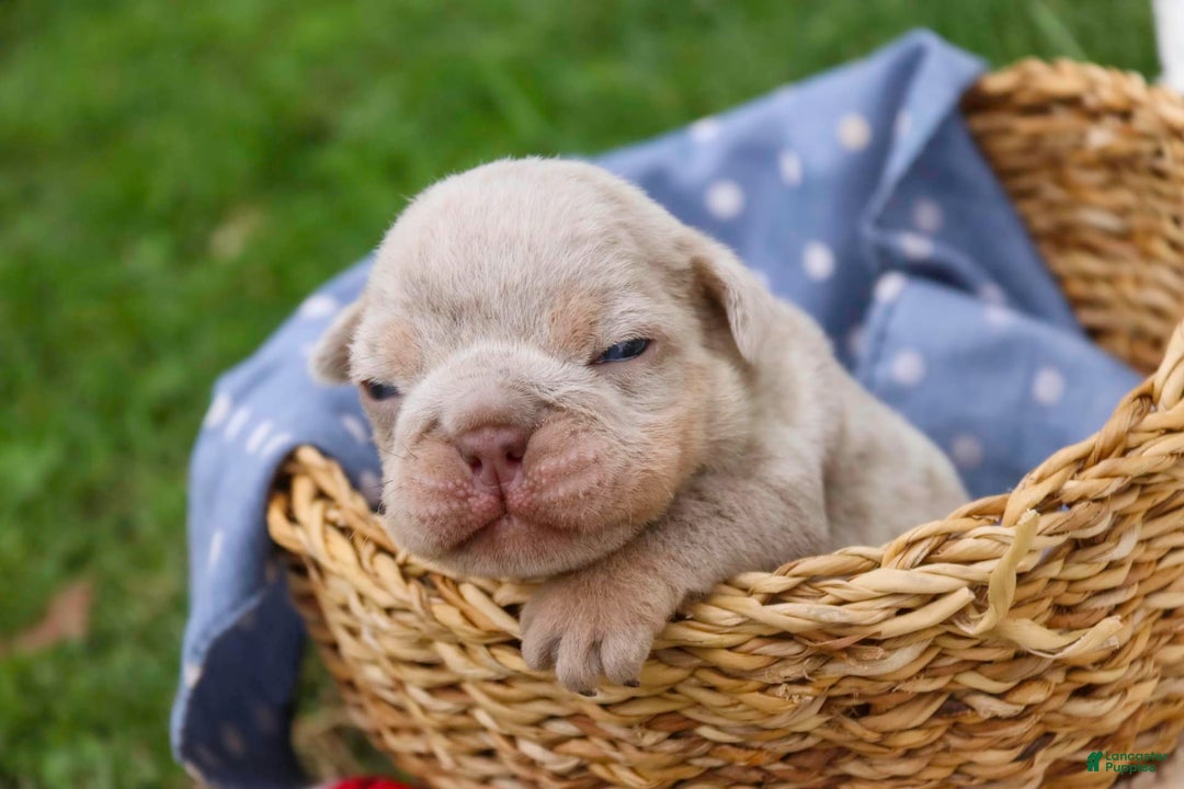 English Bulldog dogs for sale: Turbo - Image 3