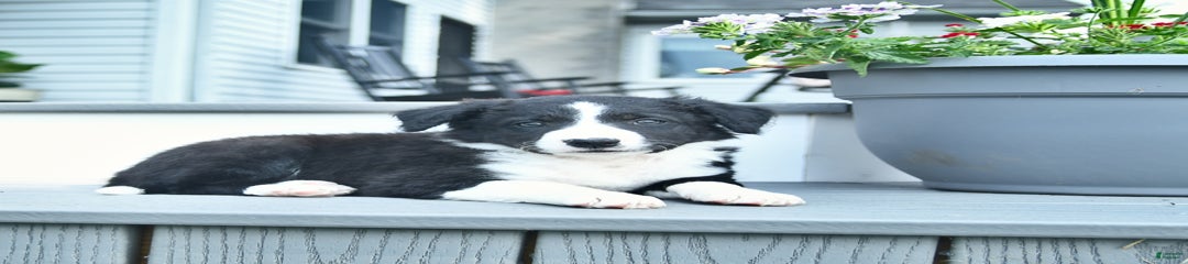 Bonnie