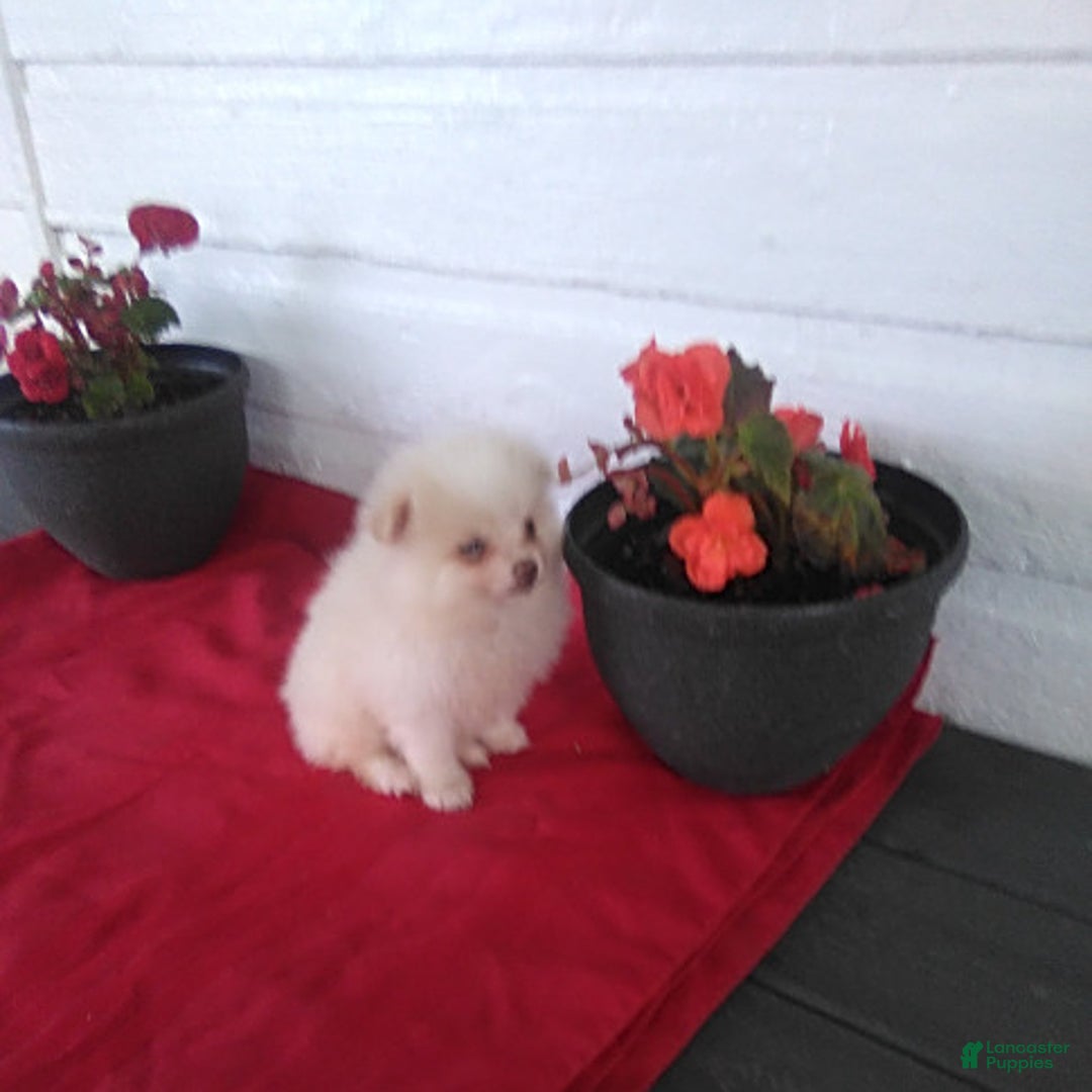Pomeranian dogs for sale: Sandy - Image 1