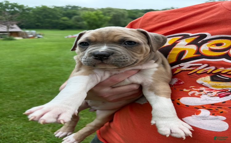 American Pit Bull Terrier dogs - Advert 6