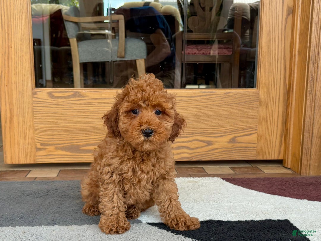 Cockapoo dogs for sale: Curtis - Image 8