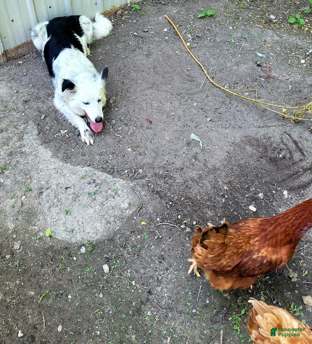 Border Collie dogs for sale: Bear - Image 24