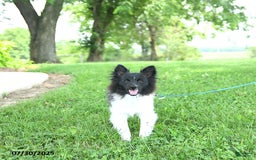 Pomeranian dogs for sale: Cody - Image 20