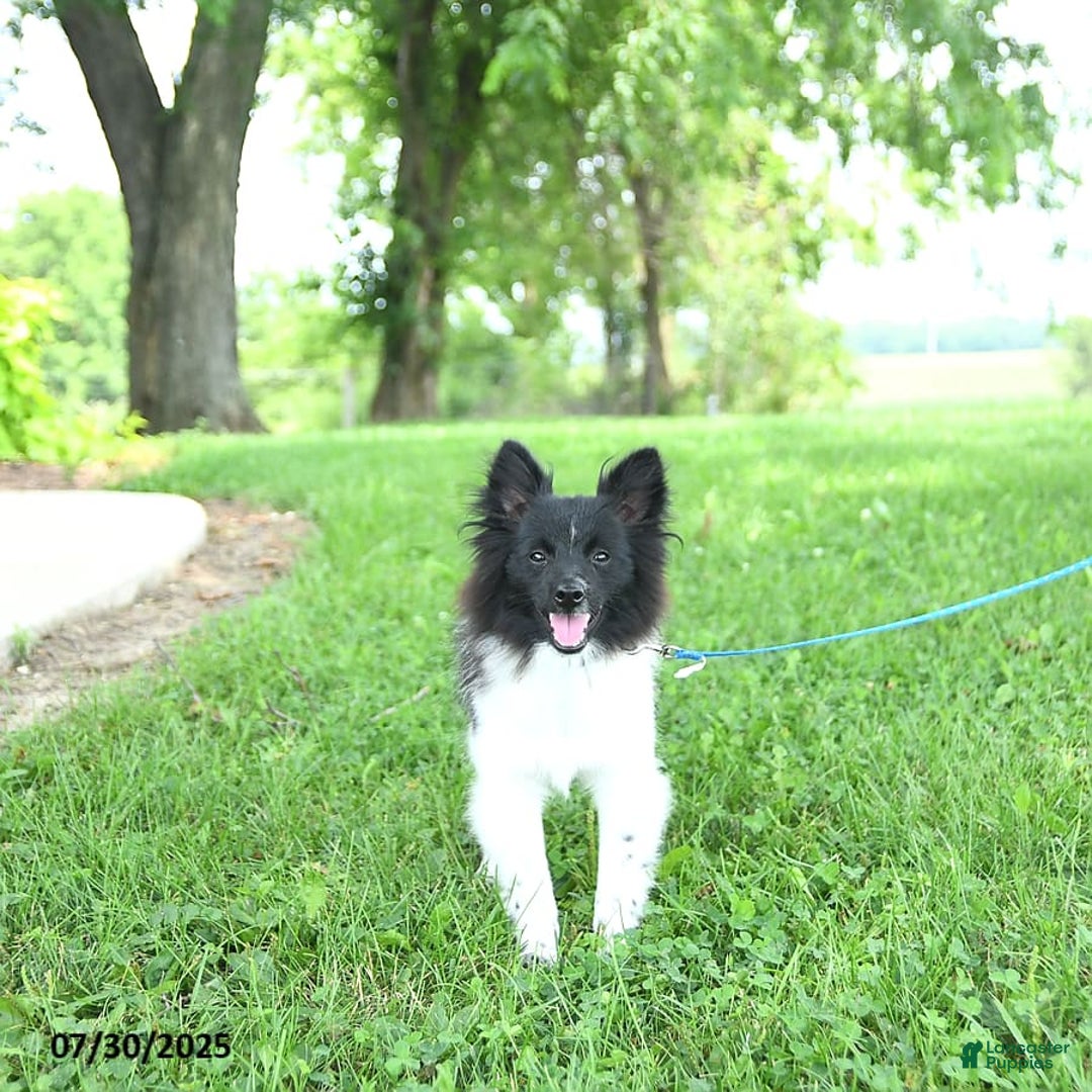 Pomeranian dogs for sale: Cody - Image 20