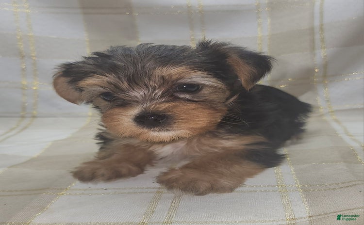 Yorkshire Terrier dogs for sale - Ad 4