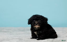Miniature Poodle dogs for sale: Teddy - Image 5