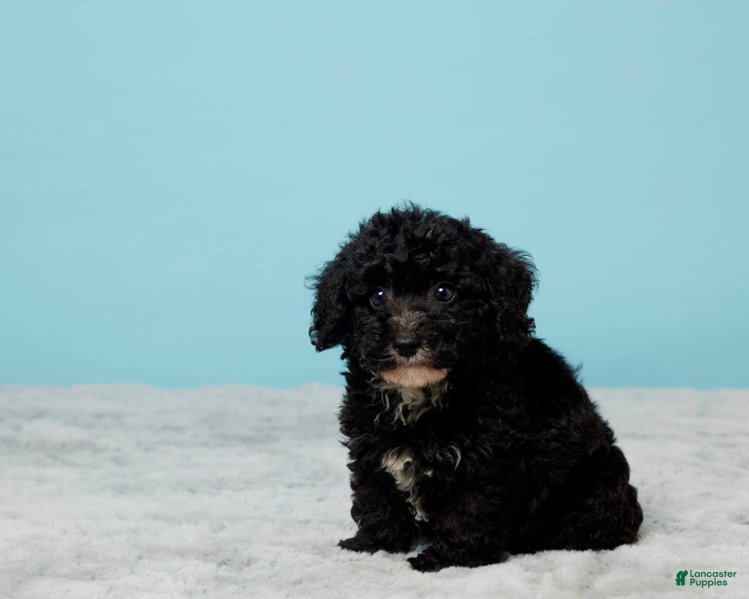 Miniature Poodle dogs for sale: Teddy - Image 5