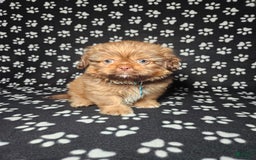 Shih Tzu dogs for sale: Dexter - Image 2