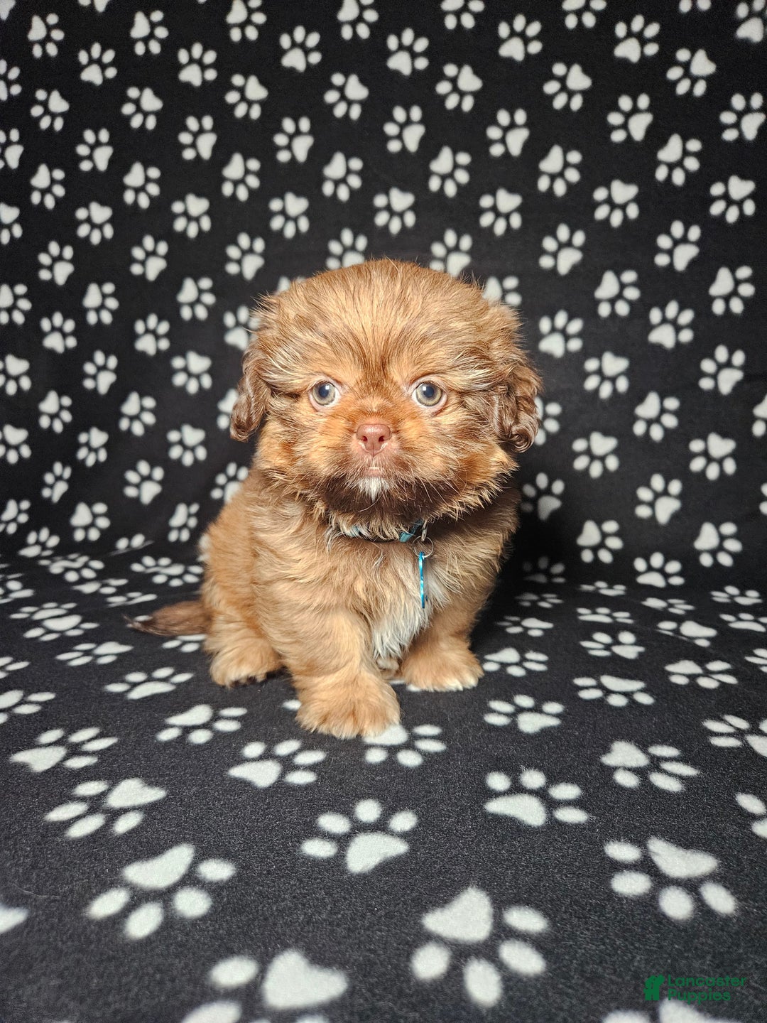 Shih Tzu dogs for sale: Dexter - Image 2