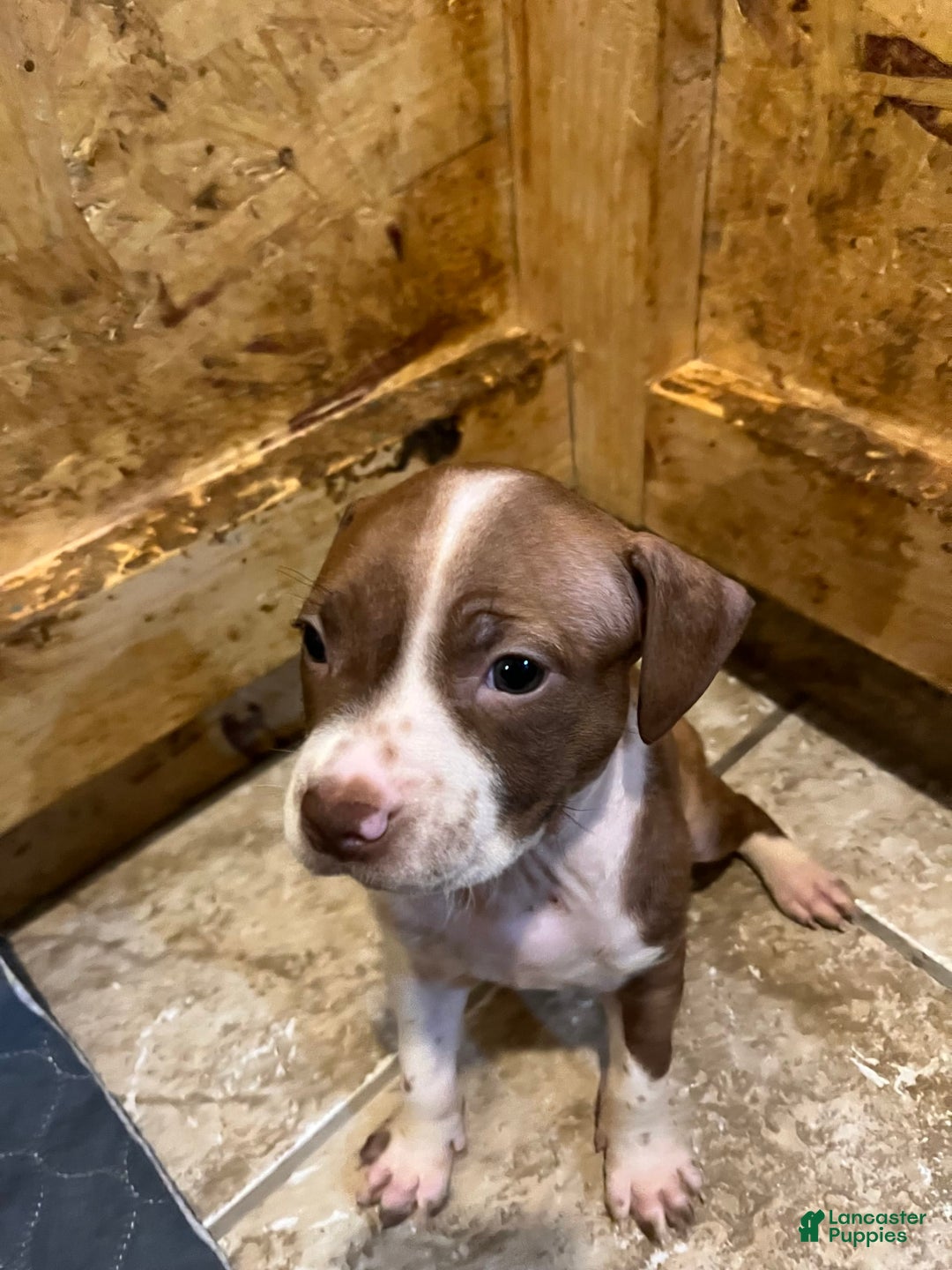 American Staffordshire Terrier dogs for sale: Lady - Image 4