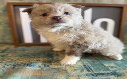 Pomeranian dogs for sale: Alex - Image 11