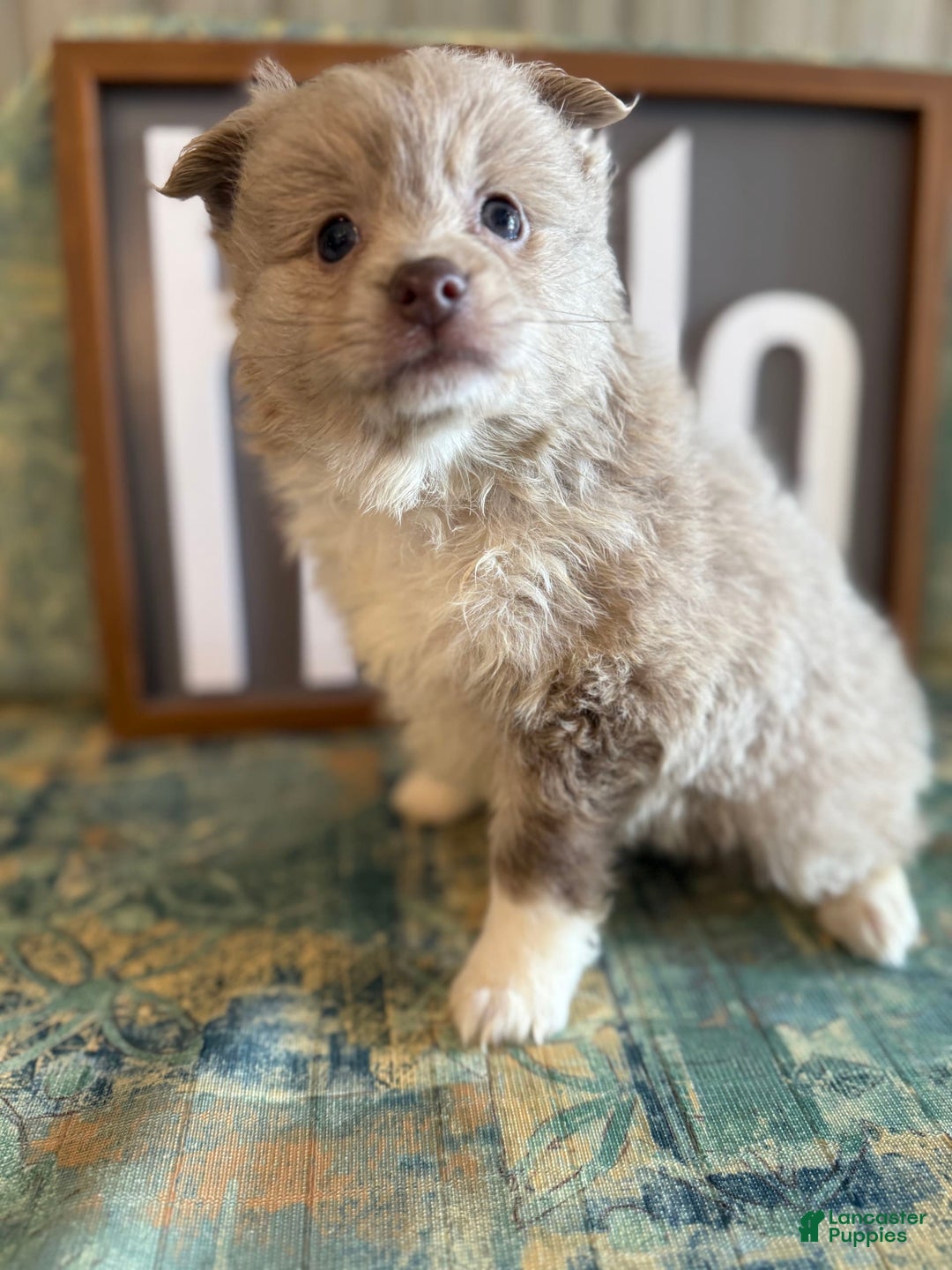Pomeranian dogs for sale: Alex - Image 11
