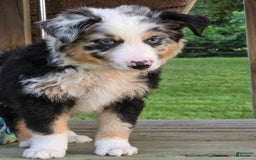 Australian Shepherd dogs for sale: Finn - Image 1