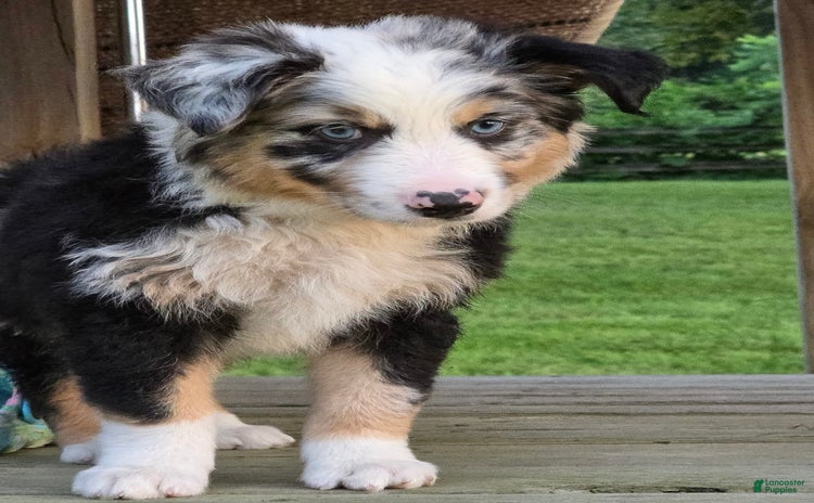 Australian Shepherd dogs for sale - Ad 4