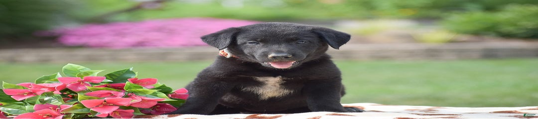 Abby