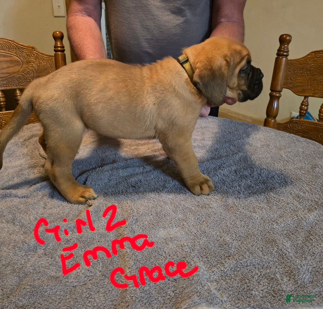 Dogue De Bordeaux dogs for sale: Emma Grace - Image 1