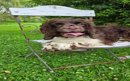 Cocker Spaniel dogs for sale: Benji - Image 12
