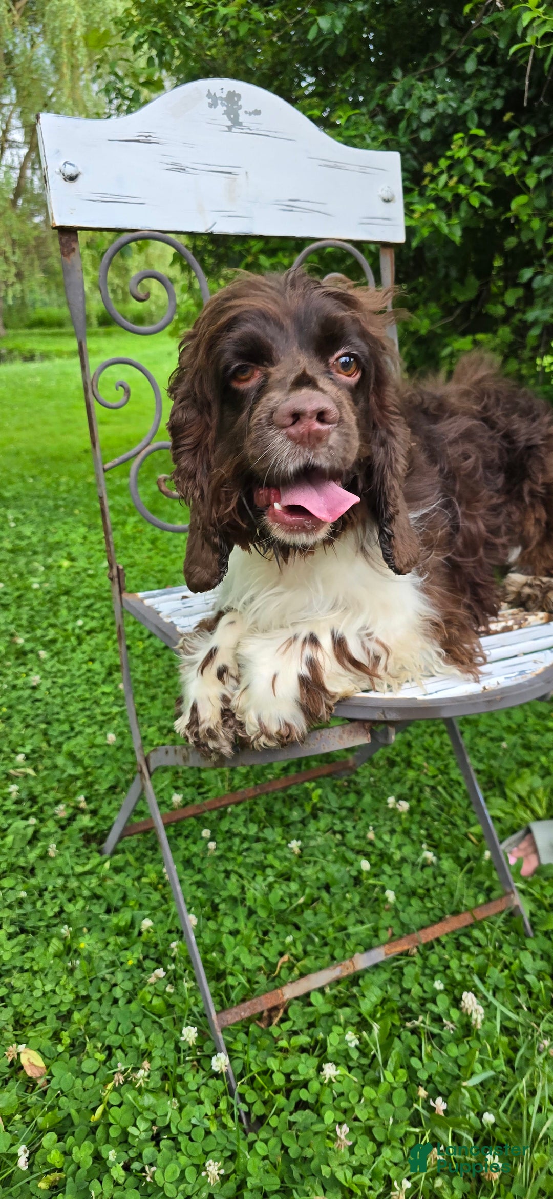 Cocker Spaniel dogs for sale: Benji - Image 12