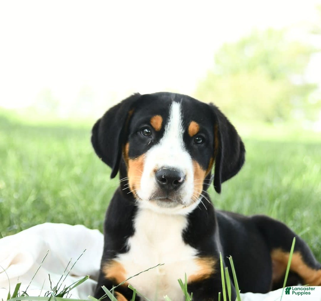 Greater Swiss Mountain Dog dogs for sale: Forest - Image 3