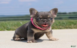 French Bulldog dogs for sale: Pearl - Image 5