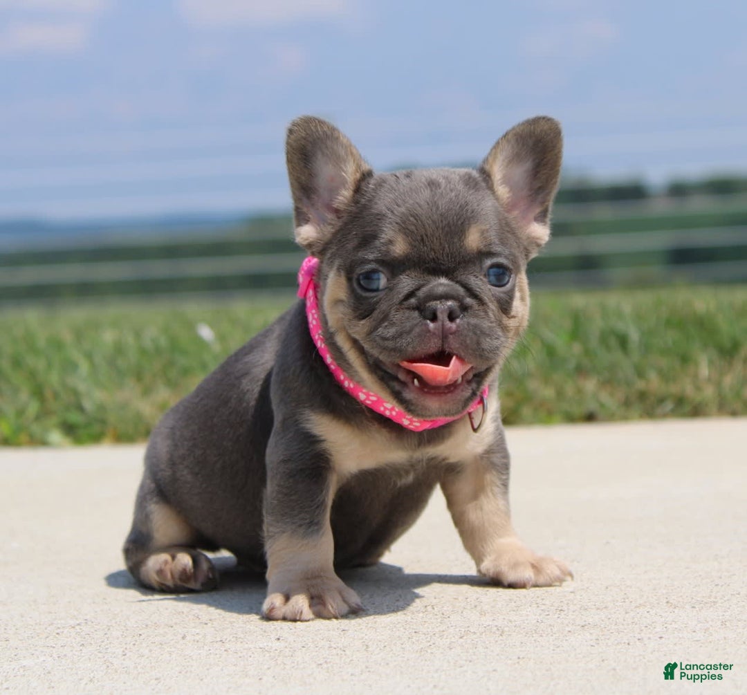 French Bulldog dogs for sale: Pearl - Image 5
