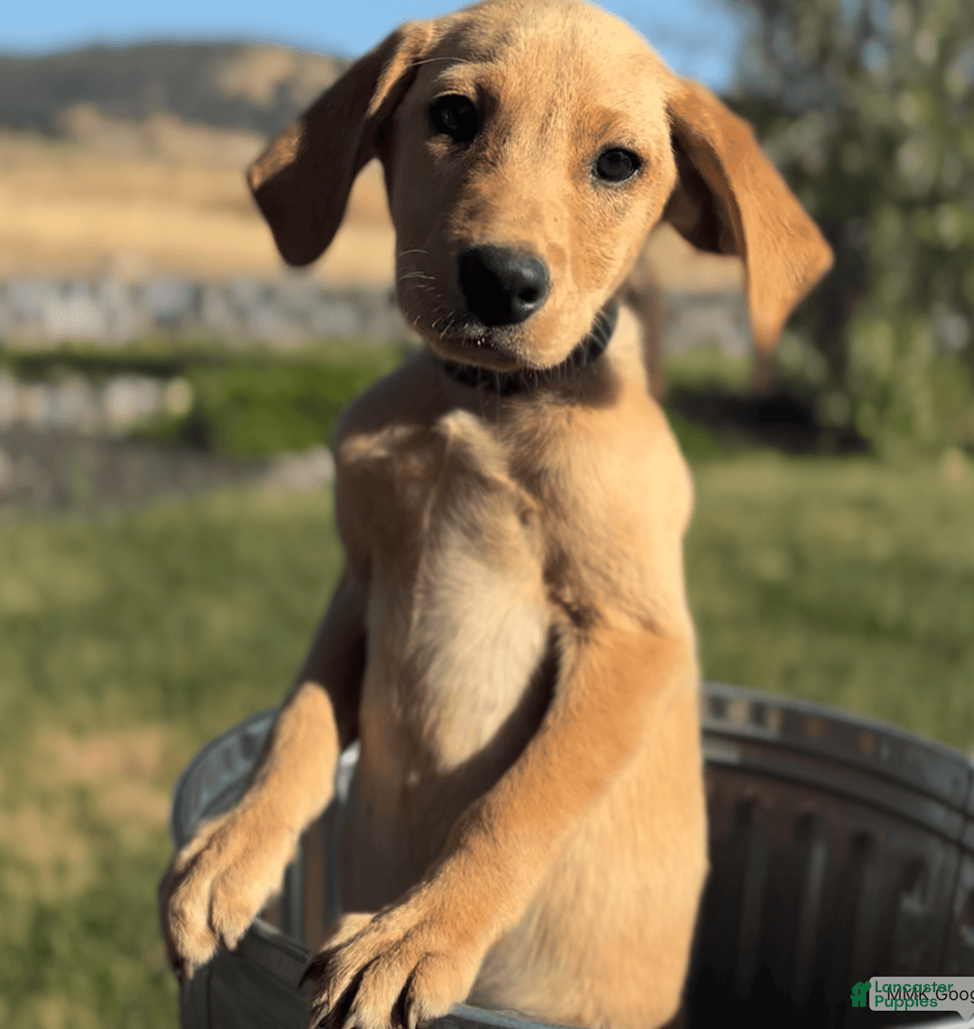 Labrador Retriever dogs for sale: Mufasa - Image 5
