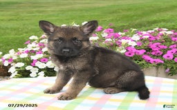 German Shepherd dogs for sale: Ruger - Image 5