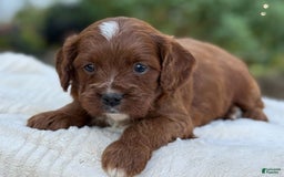 Cavapoo dogs for sale: Lincoln - Image 18