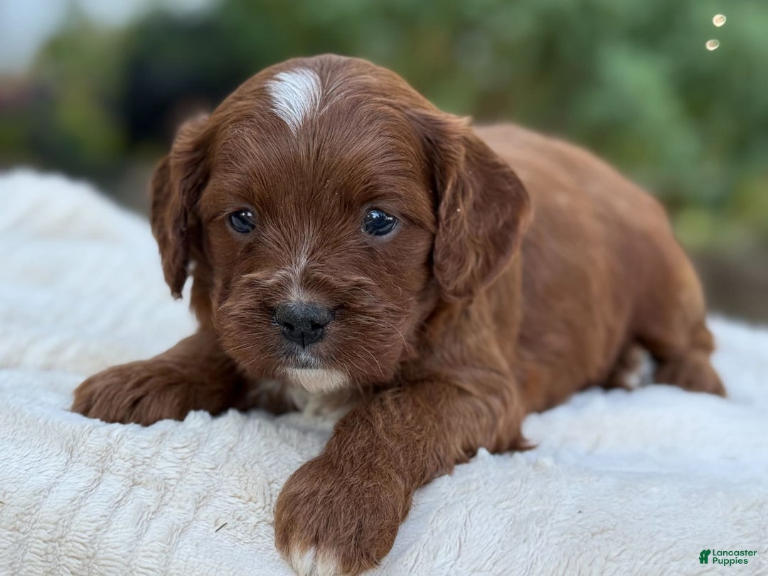 Cavapoo dogs for sale: Lincoln - Image 18